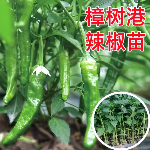 正宗樟树港辣椒苗四季阳台盆栽苗
