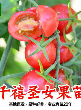 超甜红千禧圣女果苗秧苗粉樱桃小番茄苗水果小柿子苗四季阳台盆栽