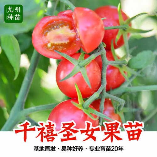 千禧圣女果苗超甜阳台盆栽水果苗