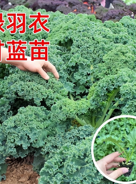 绿羽衣甘蓝苗秧苗紫粉色羽衣甘蓝种籽子秋冬四季南方种植阳台盆栽
