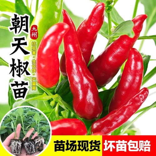 朝天椒苗香辣南方种辣椒苗盆栽苗