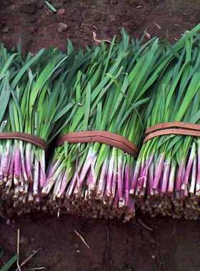 紫根韭菜种子籽四季种籽根红根宽叶根苗蔬菜籽种孑大叶籽阳台盆栽