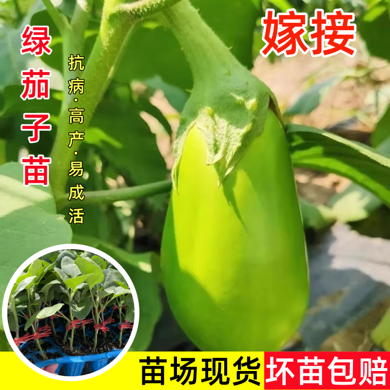 嫁接绿茄子苗秧苗四季阳台盆栽苗
