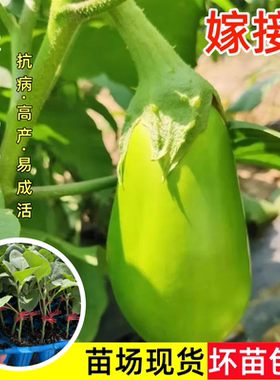 嫁接绿茄子苗秧苗高产青茄子苗四季阳台盆栽庭院种植蔬菜苗易成活