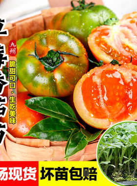 草莓番茄苗秧苗水果西红柿秧子铁皮柿子苗春秋四季阳台盆栽蔬菜苗