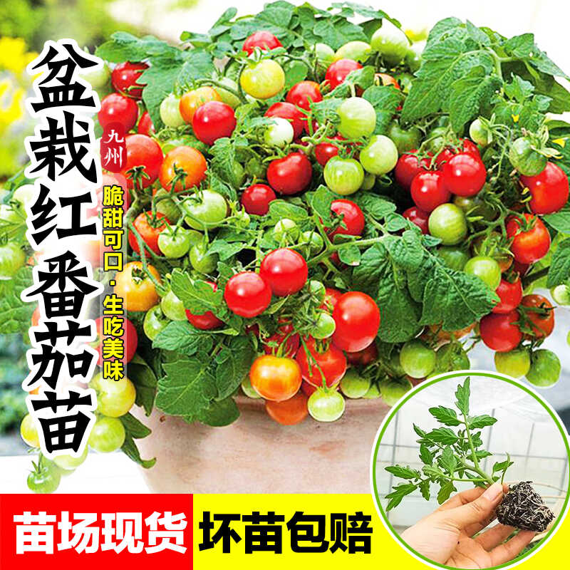 红色盆栽圣女果苗秧矮生阳台种植