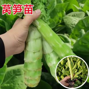 莴笋苗莴苣苗莴笋种苗蔬菜苗莴笋树苗阳台盆栽莴苣莴笋种春秋 四季
