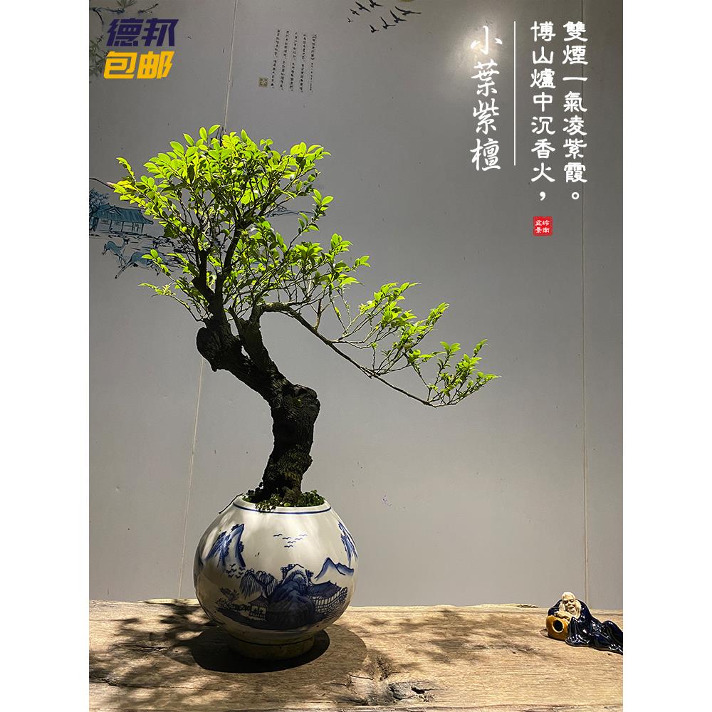 小叶紫檀盆景悬崖临水造型桌面阳台绿植大型花卉植物稀有精品盆栽