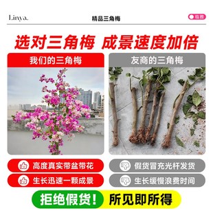 开花卉爬藤苗老桩垂O丝重瓣漳红樱金发女 三角梅盆栽带花高杆四季