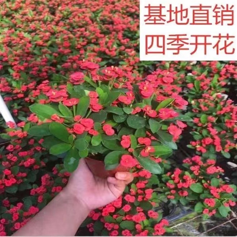 【带花】虎刺梅盆栽室内阳台四季开花植物铁海棠盆栽好养易活花卉