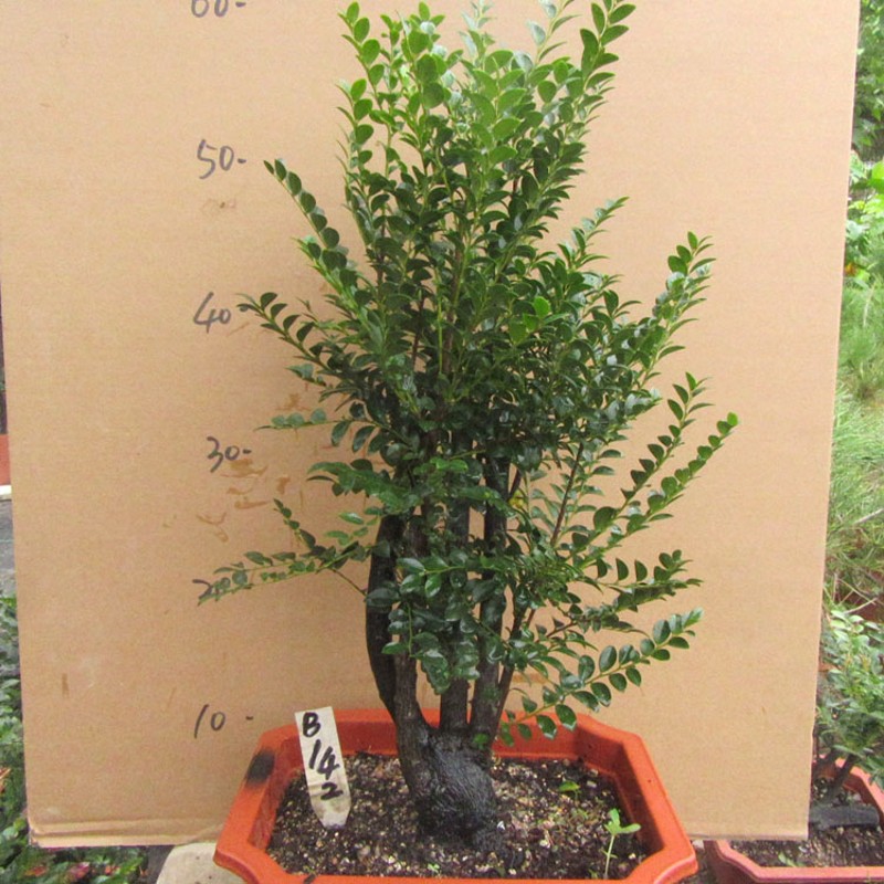 小叶檀香紫檀木盆景树桩室内绿植盆栽紫檀四季常青植物黑檀黑骨茶