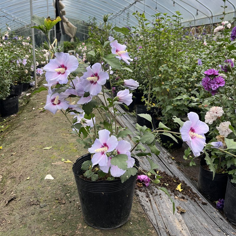 木槿盆栽薄荷冰沙小苗当年开花紫玉蓝莓冰沙木槿花树苗耐寒热植物