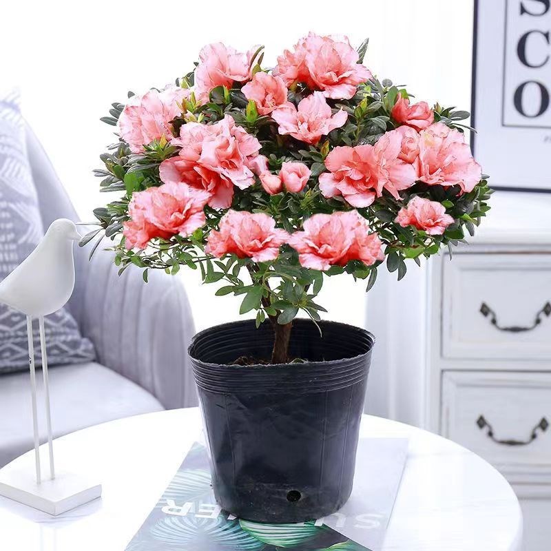 【四季开花】杜鹃花盆栽西洋杜鹃带花苞室内阳台花卉绿植净化空气