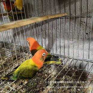 爱情鸟活体学说话金丝黄活鸟鹦鹉直发宠物鸟小鸟肚皮家养牡丹笼养