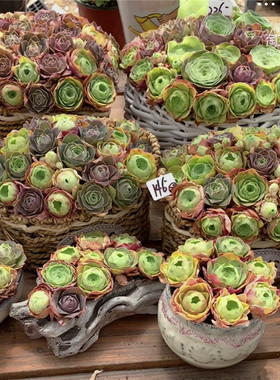 大棚直播夏季客厅阳台好养多肉植物鸡蛋耶罗小玉山地玫瑰一物一拍