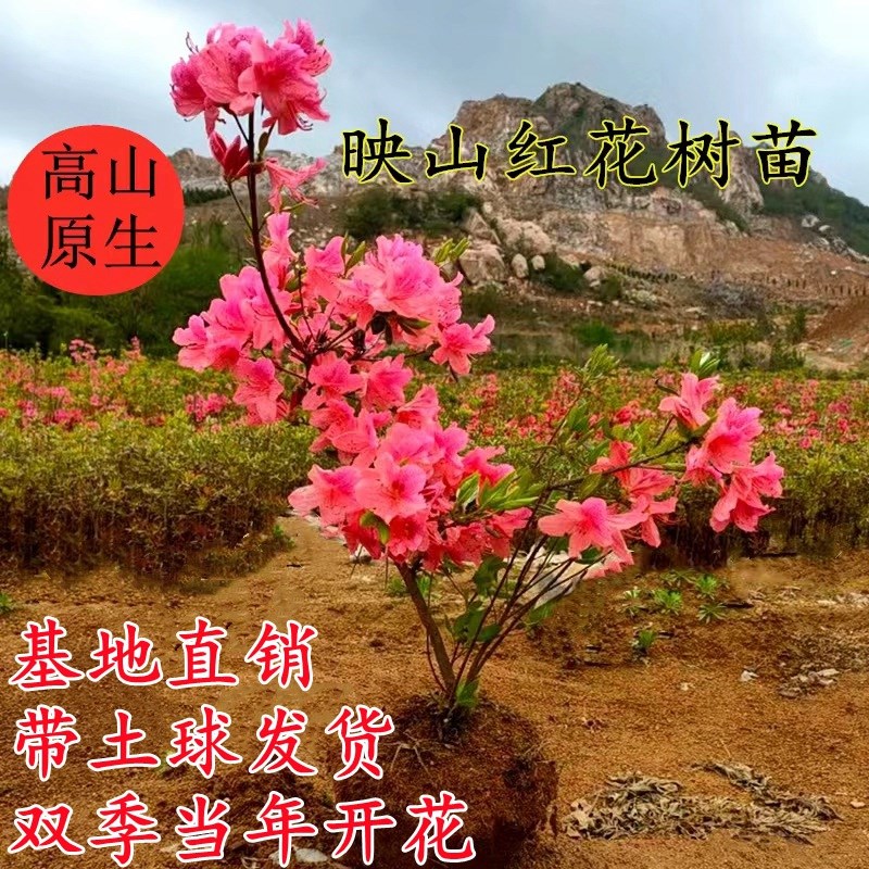 映山红杜鹃树苗庭院盆栽盆景山杜鹃花卉映山红映山黄胭脂粉国旗红