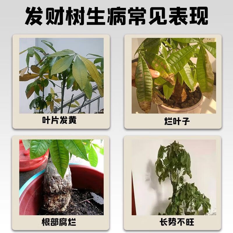 发财树专用营养液黄叶枯叶烂根黄斑叶斑病杀菌剂促生根猛发芽肥料