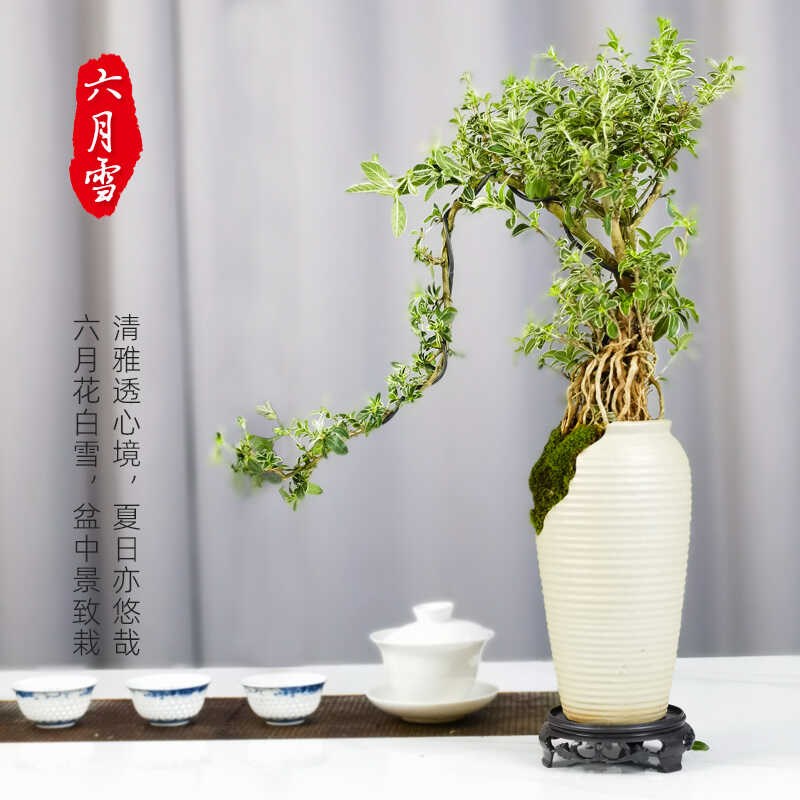 罗汉松盆景造型老桩九里香盆栽六月雪清香茶几木桌面摆件小叶雀梅