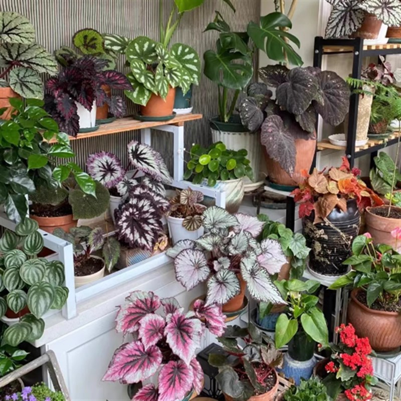 龙翅海棠秋海棠盆栽竹节类室内彩叶芋海芋海棠花观叶水培植物热植