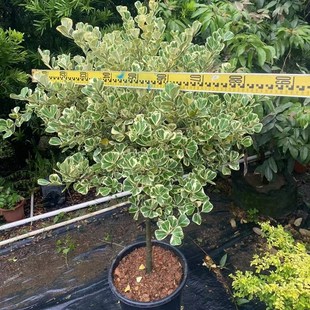 心叶榕大盆栽锦叶三角榕绿植牛奶爱心榕阳台庭院花园别墅露台植物