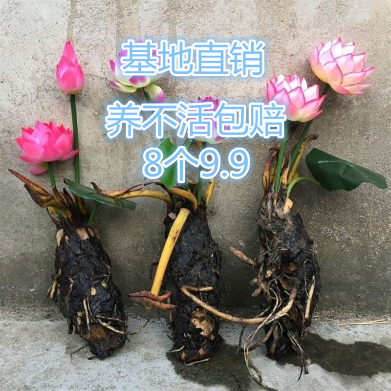 鱼池水缸河道种植睡莲老根大小带芽根苗 莲花苗水生花卉植物碗莲
