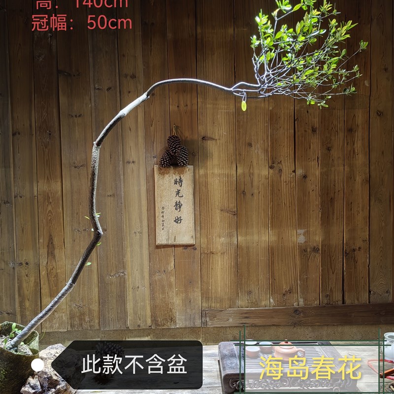 海岛春花一物一拍 老熟桩小叶石斑木单斜飘庭院茶台桌盆栽盆景树