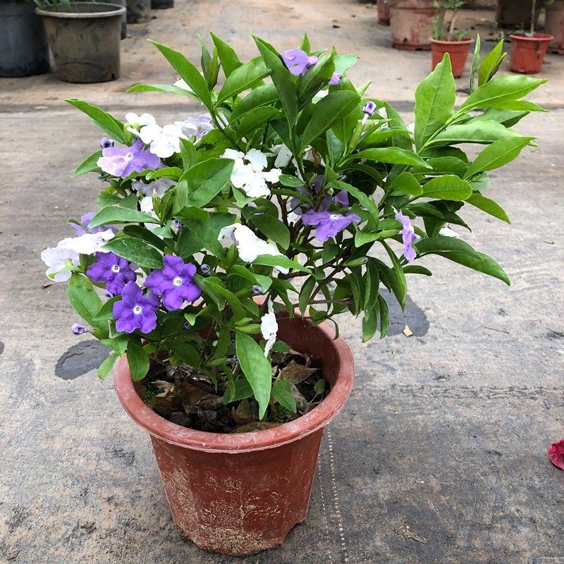 双色茉莉盆栽双色茉莉花苗鸳鸯茉莉花阳台室内外盆栽芳香花卉包邮