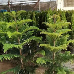 南洋杉盆栽圣诞树苗四季常绿庭院节日树阳台绿植工程绿化大树植物
