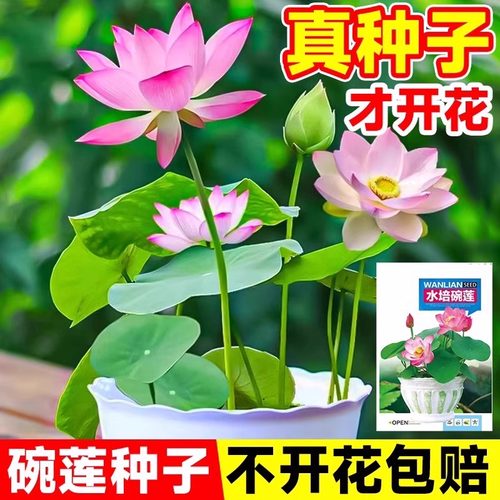 碗莲水培植物室内外花卉四季播种开花种籽子水养荷花客厅阳台水生