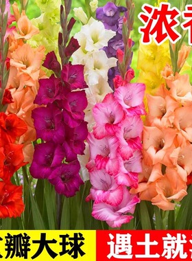 剑兰种球盆栽唐菖蒲种球类花卉进口十三太保球根花卉四季带牙球根