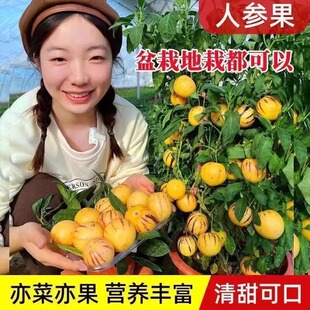 黄心高产人参果籽四季播种农家盆栽庭院水果蔬菜人参果籽秧苗大全