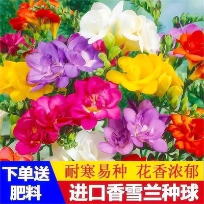 香雪兰种球四季多年生花香浓郁重瓣小苍兰好养活花卉盆栽球根种子
