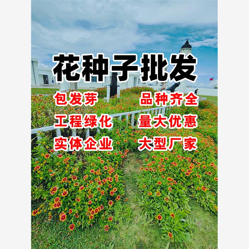 金光菊撒哈拉黑心菊天人图片