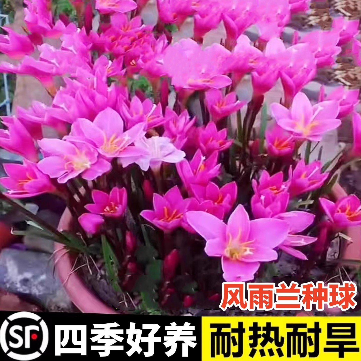 云南风雨兰大种球韭韭莲韭菜兰四季重瓣耐寒室外阳台盆栽花种籽子