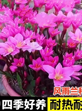 云南风雨兰大种球韭韭莲韭菜兰四季重瓣耐寒室外阳台盆栽花种籽子