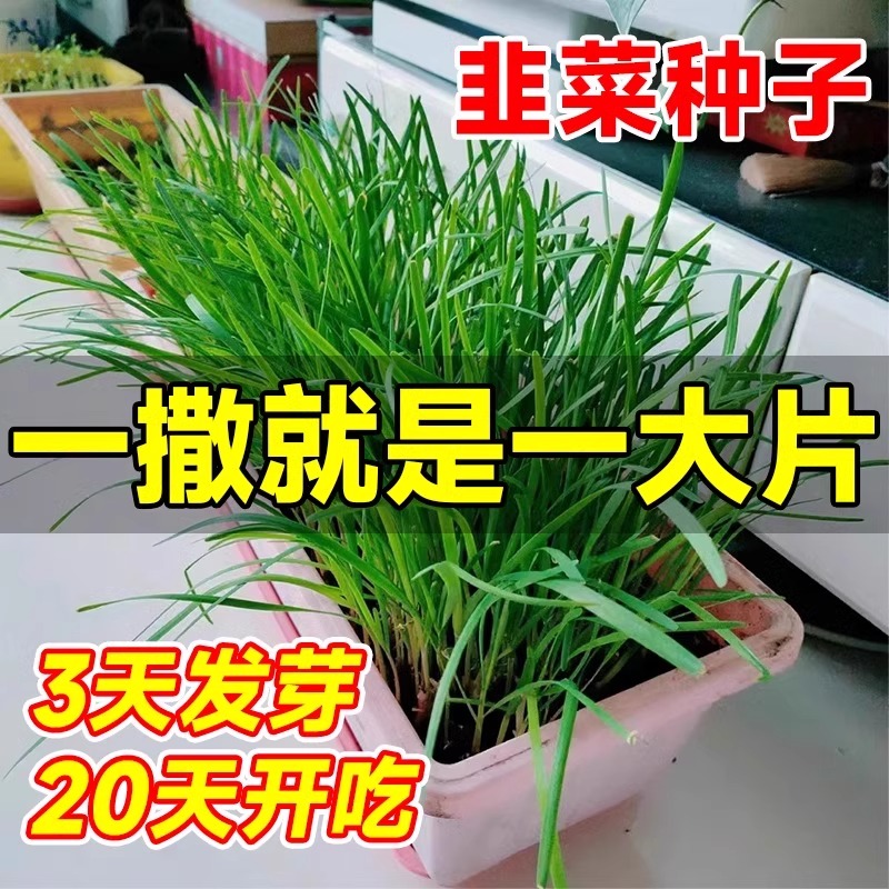 四季韭菜种子宽叶大小叶紫根韭菜种子割茬多次耐寒农家蔬菜籽盆栽