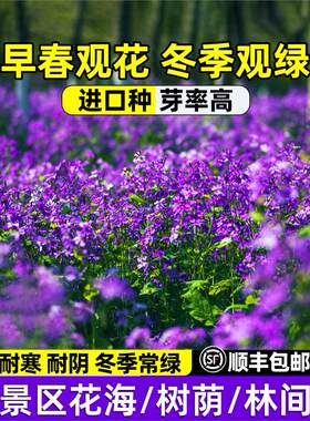 二月兰花种子四季春秋播种花籽多年生宿根诸葛菜种子耐阴耐寒花籽