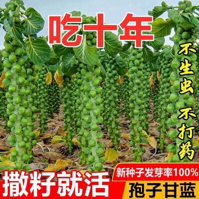 孢子甘蓝种子菜种籽耐热抱子甘蓝盆栽四季春秋卷心包心菜蔬菜种孑