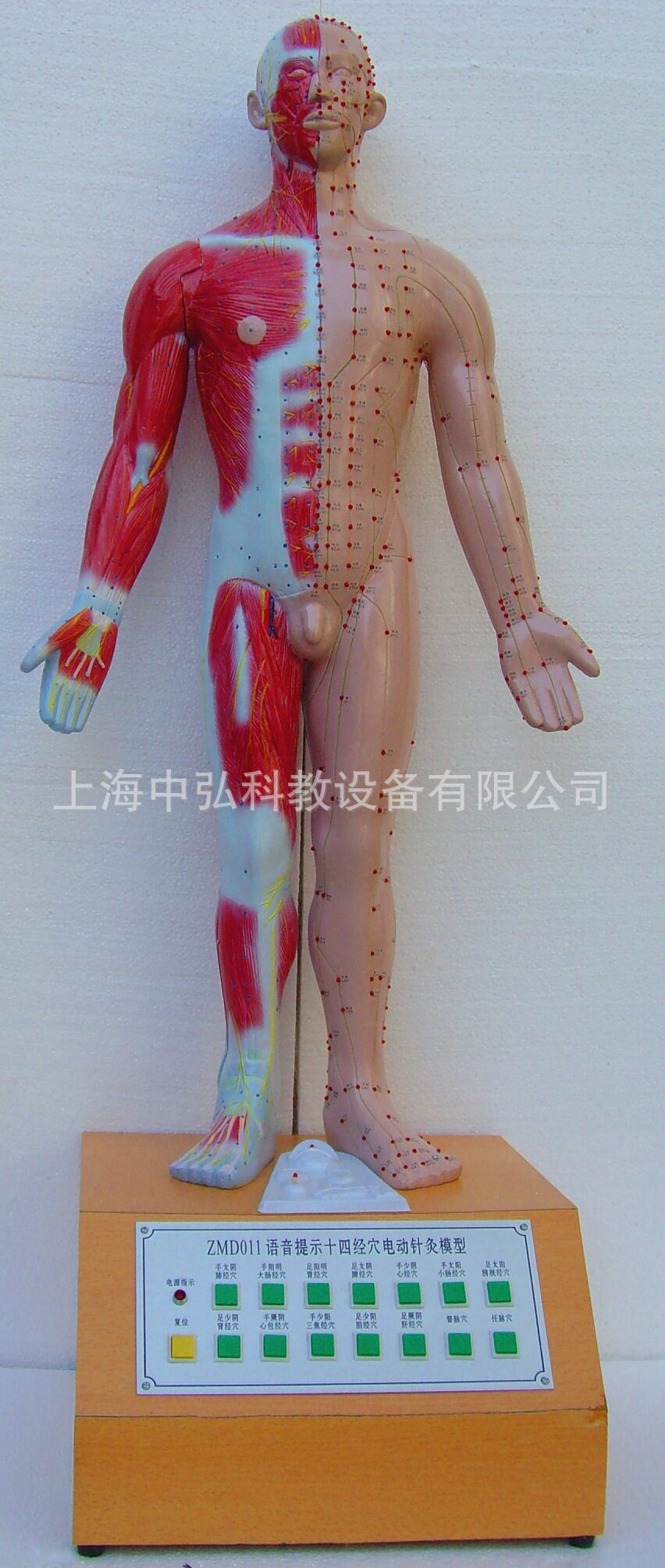 电动针炙穴位教学模型