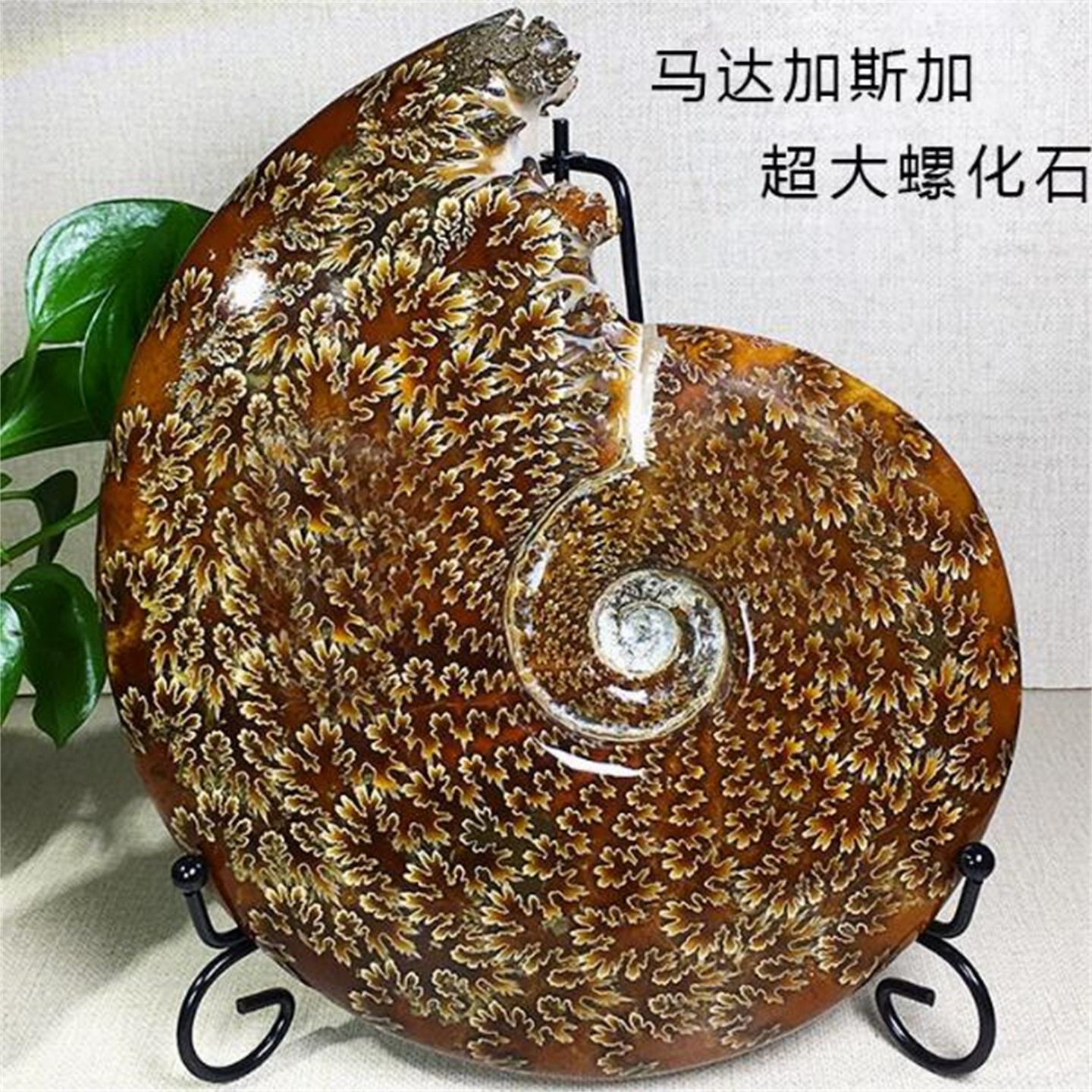 马达加斯加天然海洋古生物螺化石玉化羊角菊花斑彩螺原矿教学摆件