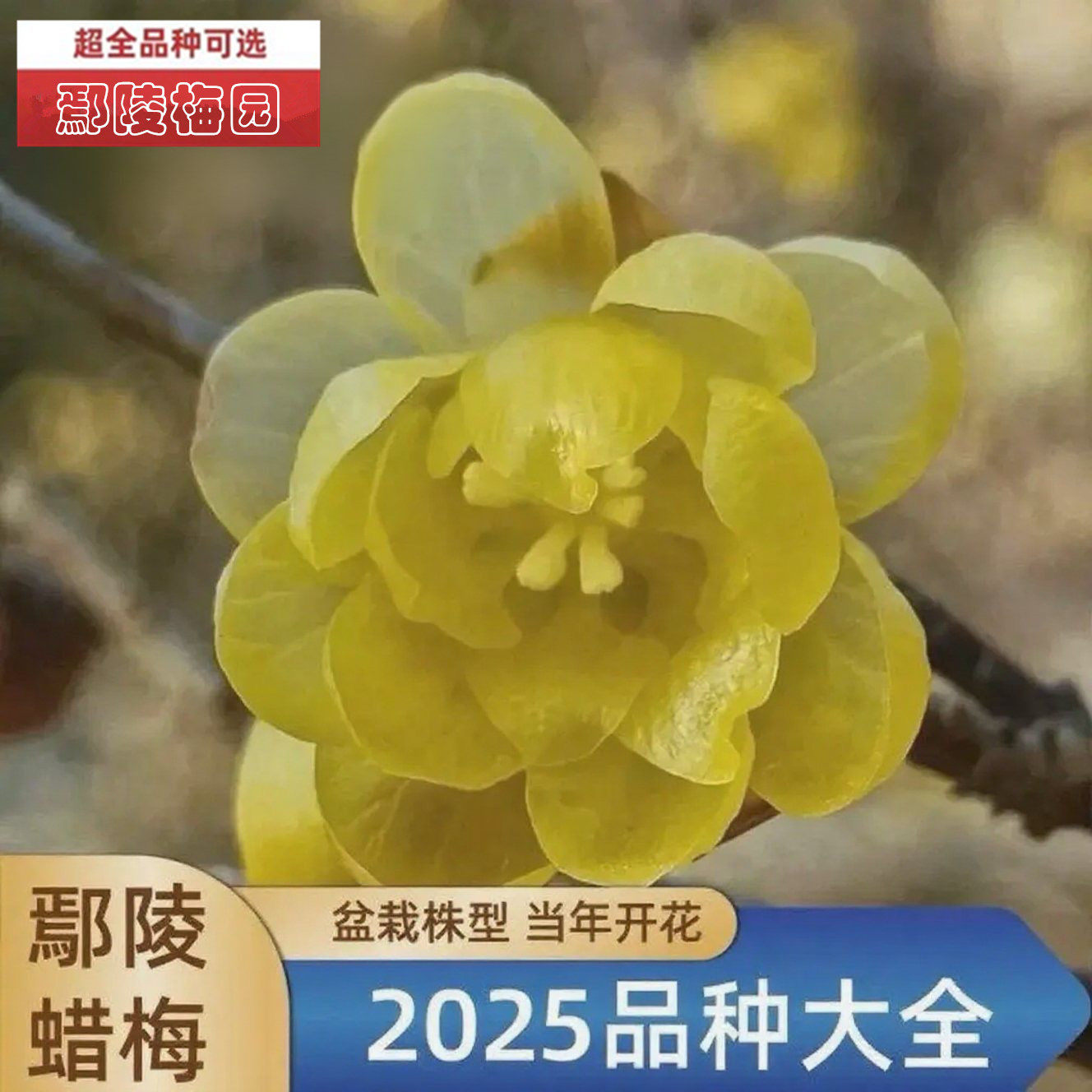 无腊梅绿植室内冬十里飘香腊梅