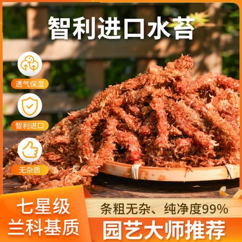 速发智利干毛虫水苔七星毛苔藓蝴蝶兰花专冬土基质乌龟用眠垫材