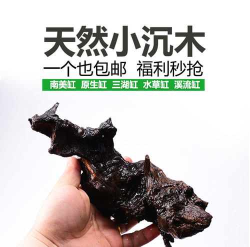 鱼缸水族箱e造景沉木水榕沉木绑莫斯水草天然沉木免煮莫斯树包邮