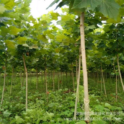 绿化苗木青桐 梧桐 青桐树苗 中国梧桐 梧桐P树苗 桐麻 梧桐树