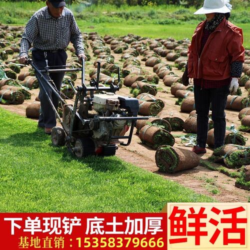 带泥土真草坪草皮绿化护坡u马尼拉庭院草皮带土四季青果岭草台湾