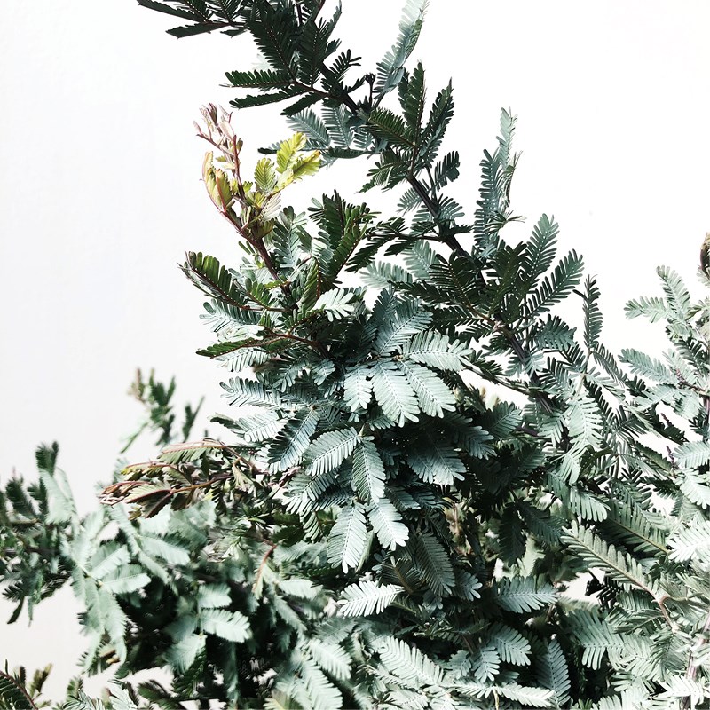 橄榄叶小众稀有精品应季花材家庭瓶插花艺婚庆节日比赛装饰花束用