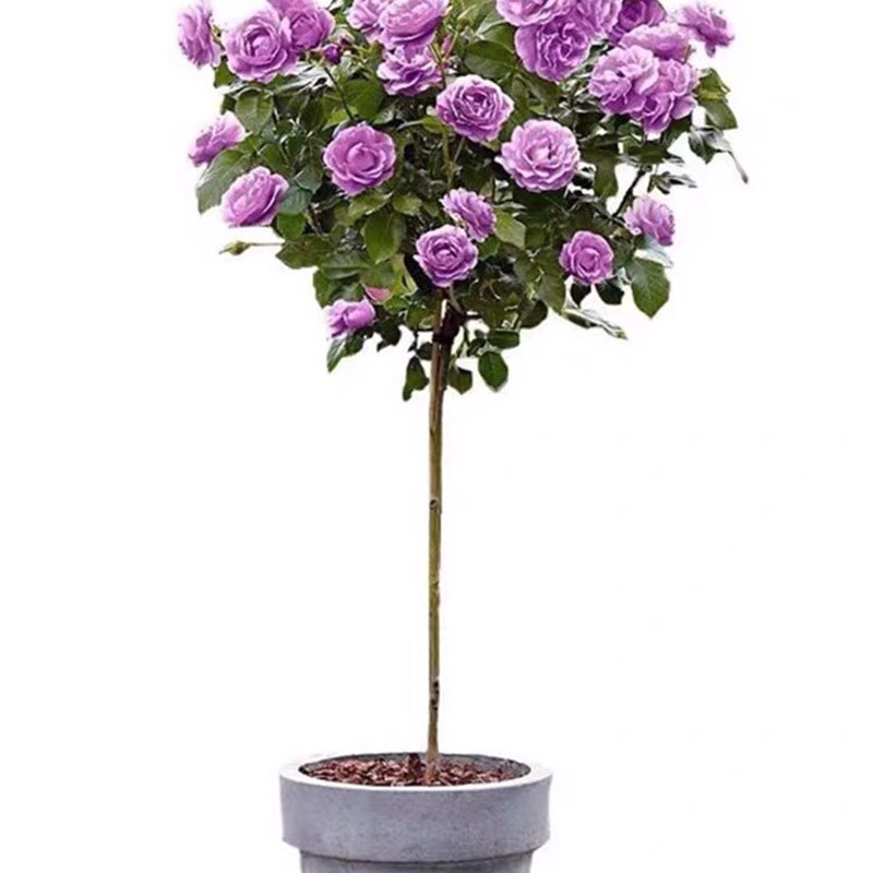 欧洲树桩形独杆棒棒糖月季花苗大花浓香阳台庭院室外耐寒玫瑰四季