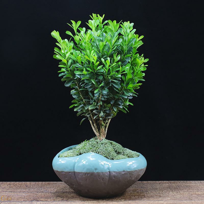 瓜子黄杨盆景植物办公室内盆栽四季常青好养客厅花卉庭院树苗桌面
