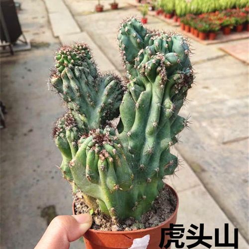 仙人山虎头罗汉山影拳 仙人掌类沙生多肉植物 虎头山影 盆栽花卉