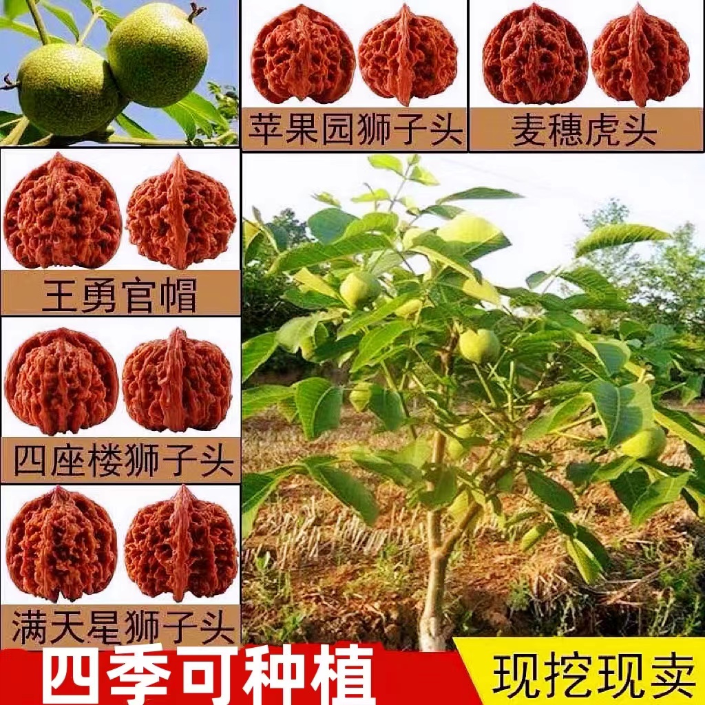 文玩核桃树苗京八棱盆栽蛤